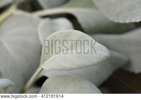 Shining-white Ragwort Angel Wings Leaves - Latin Name - Senecio Candidans Angel Wings