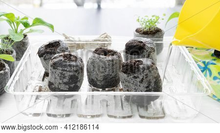 Peat Pellets Are Poured With Water From A Jug To Swell. Peat Pellets Soaked In Water Are Ready For P