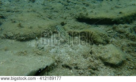 East Atlantic Peacock Wrasse (symphodus Tinca) Undersea, Aegean Sea, Greece, Halkidiki