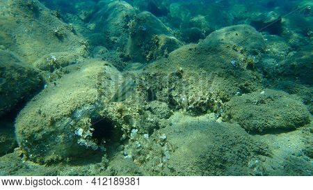 East Atlantic Peacock Wrasse (symphodus Tinca) Undersea, Aegean Sea, Greece, Halkidiki