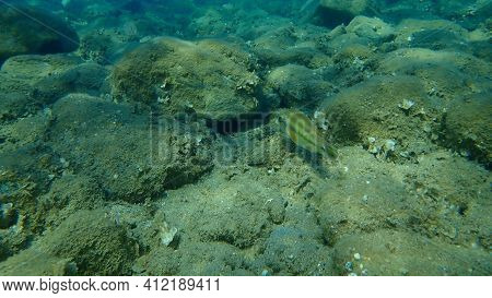 East Atlantic Peacock Wrasse (symphodus Tinca) Undersea, Aegean Sea, Greece, Halkidiki