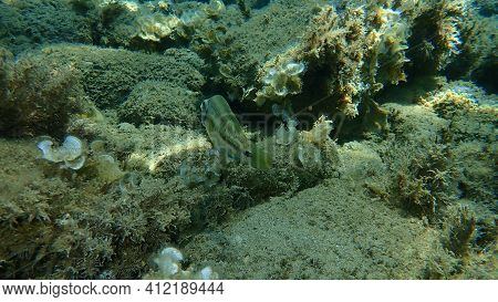 East Atlantic Peacock Wrasse (symphodus Tinca) Undersea, Aegean Sea, Greece, Halkidiki