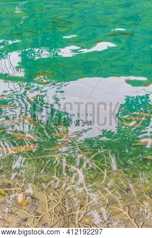 Plitvice Lakes National Park Fish Underwater In Clear Water Croatia.