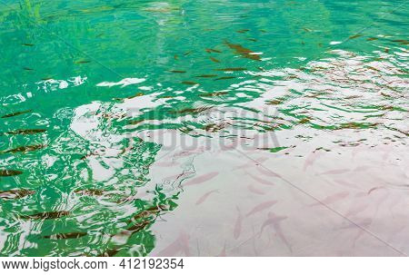 Plitvice Lakes National Park Fish Underwater In Clear Water Croatia.