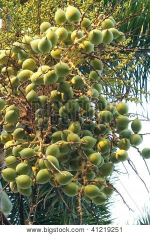 Betel palm