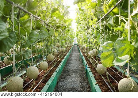 Agriculture Concept. Melon Farm In Large Greenhouses. Use Modern Technology To Grow Plants That Are 