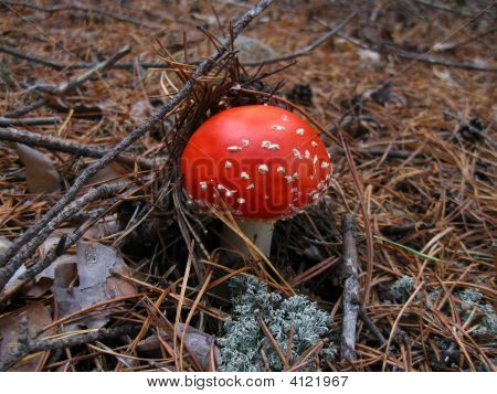 Le petit Agaric de mouche