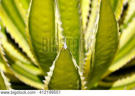 Selective Focus Of Thorncrest Century Plant Agave Details. Ucsc Arboretum, Santa Cruz, California, U