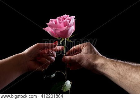 Man's Hand Giving A Pink Ros Eto A Woman, Isolated On Black. First Dating With Flowers.