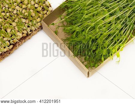 Organic Micrograms Of Mustard Sprouts Close Up. Germination Of Seeds At Home. Vegan And Healthy Eati