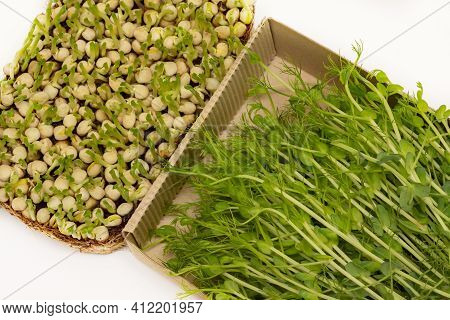Organic Micrograms Of Mustard Sprouts Close Up. Germination Of Seeds At Home. Vegan And Healthy Eati