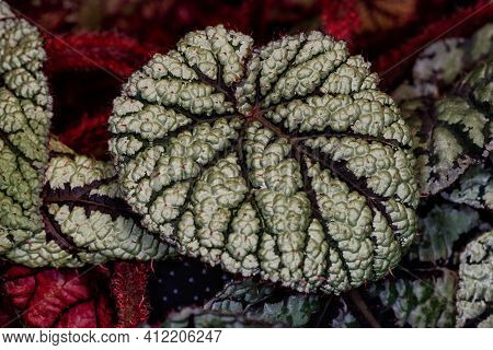 Close-up Of Green-red-black Royal Begonia Rex Plant. Macro Photography Of Lively Nature.