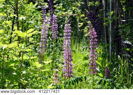 At The End Of Dense Wild Rural Garden With Blossom Fireweed Flowers On Bright Sunny Summer Day