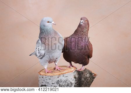 A Pair Of Pigeons, Brown And Blue Surprise Each Other On The Birch Stump, Indoors, On A Beige Backgr