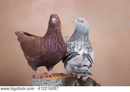Two Proud Pigeons, Brown And Blue, Sit On A Birch Stump, Indoors, On A Beige Background In A Photo S