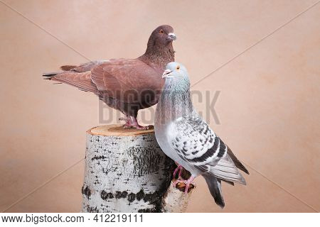Two Pigeons, Brown And Blue, Beautifully Pose On The Birch Stump, Indoors, On A Beige Background In 