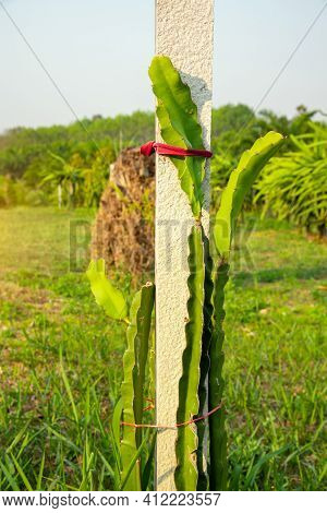 Plantation Of Dragon Fruit Or Pitaya Fruit, A Pitaya Or Pitahaya Is The Fruit Of Several Cactus Spec