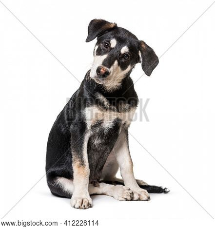 intrigued Crossbreed dog looking at the camera