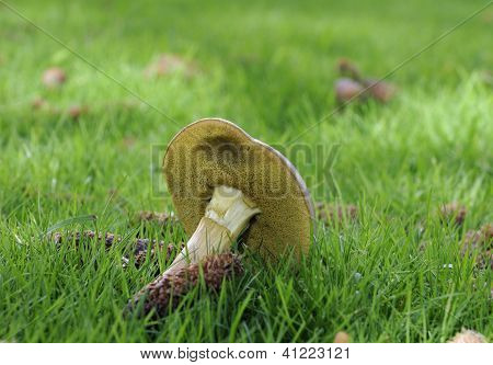 Matt Bolete grzyb
