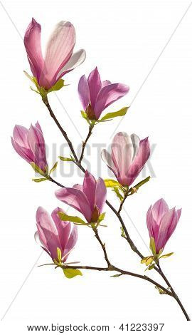 Kwitnienia oddział Magnolia