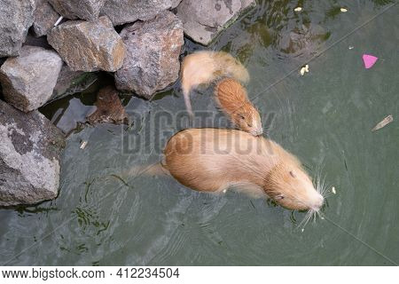 Red-haired Adult Nutria Swims In River Water With Small Baby Nutria