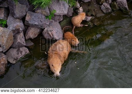 Red-haired Adult Nutria Swims In River Water With Small Baby Nutria