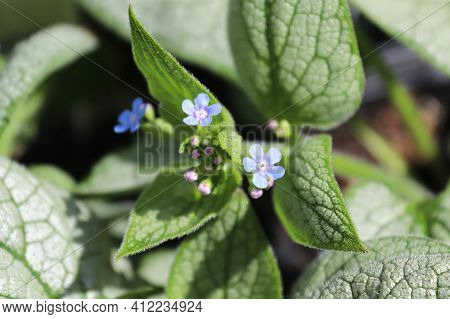 Delicate Blue And Purple Flowers On A Forget-me-not