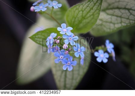 Delicate Blue And Purple Flowers On A Forget-me-not