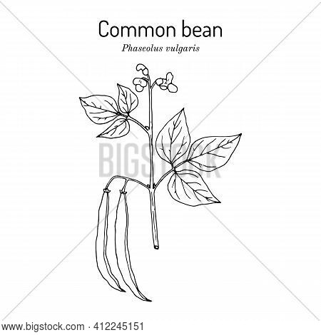 Common Bean Phaseolus Vulgaris , Hand Drawn Botanical Vector Illustration