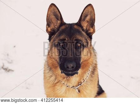 Dog German Shepherd In A Park In A Winter Day