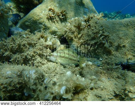 East Atlantic Peacock Wrasse (symphodus Tinca) Undersea, Aegean Sea, Greece, Halkidiki