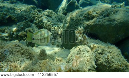 East Atlantic Peacock Wrasse (symphodus Tinca) Undersea, Aegean Sea, Greece, Halkidiki
