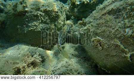 East Atlantic Peacock Wrasse (symphodus Tinca) Undersea, Aegean Sea, Greece, Halkidiki