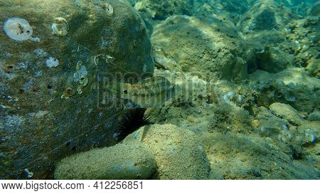 East Atlantic Peacock Wrasse (symphodus Tinca) Undersea, Aegean Sea, Greece, Halkidiki