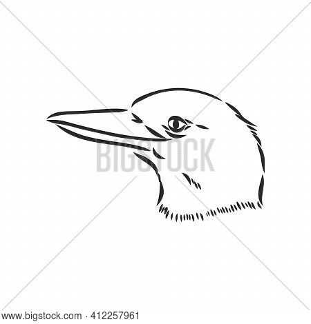 Black Outlined Kookaburra Bird-vector Drawing, Kookaburra Vector Sketch Illustration On White Backgr