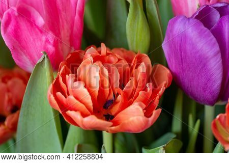 Orange Tulip Cultivar With Many Petals Macro Photography On A Pink Background Of Other Tulips. For C