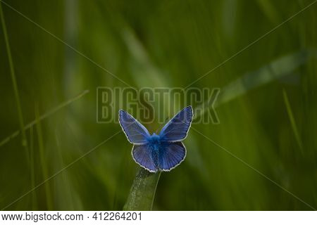 Polyommatus Cyaniris Semiargus, Blue Mazarin. Butterfly Sits On Green Meadow Grass. Natural Blurred 