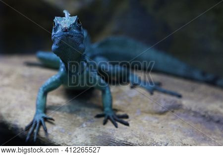 Fast Blue Lizard Seen From The Front