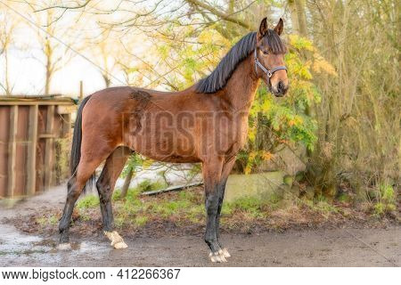 A Brown Kwpn Stallion, Dutch Warmblood Horse, 2 Years Old.outside Against A Green And Yellow Natural