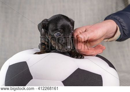 Jack Russell Terrier Puppy Lies On A Soft White And Black Toy Ball. Half Body In Brindle Color. A Ha