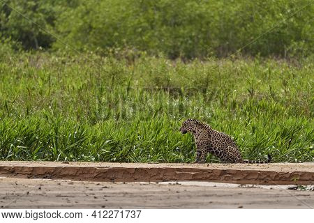 Jaguar, Panthera Onca, Is A Large Felid Species And The Only Extant Member Of The Genus Panthera Nat