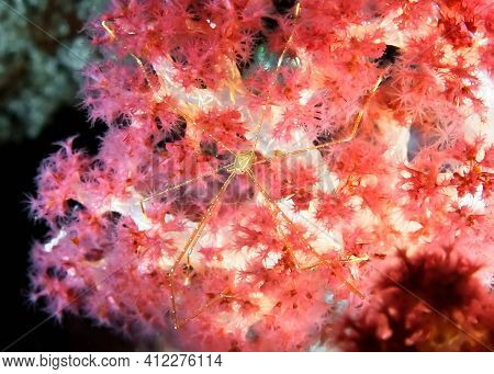 Long-legged Spider Crab Or Squat Lobster (chirostylus Dolichopus) On A Branch Of The Soft Coral. Mac