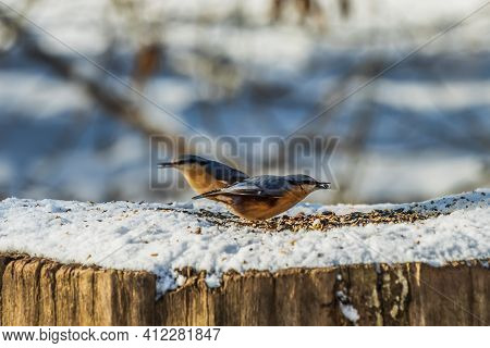 Two Birds Of Woodpecker Tit In Winter On Snow. Birds Seen From The Side With Gray-blue And Yellow-or