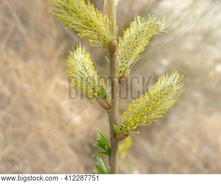 Close Up Blooming Pussy Willow (goat Willow) , Palm Catkins, Goat Willow, Willow