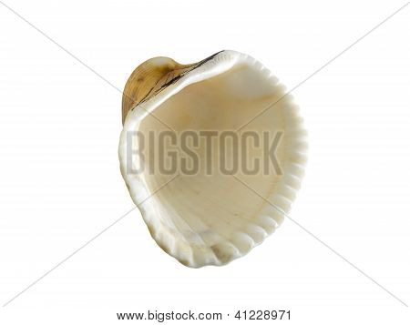 Coquille Vasticardium