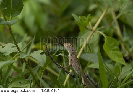 Chameleon Of Thailand That Holds His Neck Above The Top Of The Green Grass. Along With The Environme