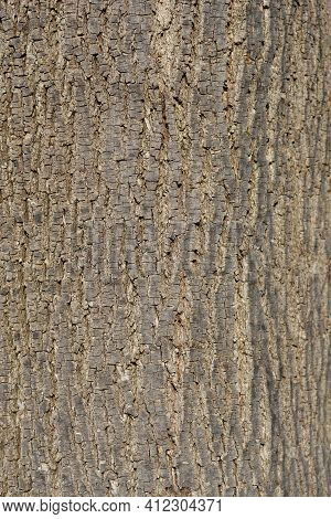 Broad-leaved Lime Bark Detail - Latin Name - Tilia Platyphyllos