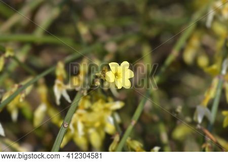 Winter Jasmine - Latin Name - Jasminum Nudiflorum