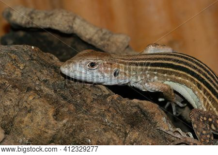 Closeup Of The Black Striped  Rainbow Whiptail ,cnemidophorus Lemniscatus