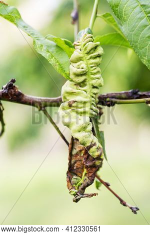 Branch Of A Peach Tree With Leaf Curl Caused By A Fungus. Leaf Disease. Taphrina Deformans.